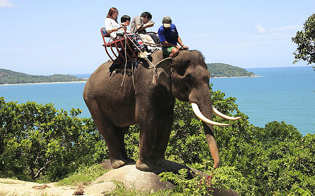 Slon pregazio škotskog turistu na Tajlandu