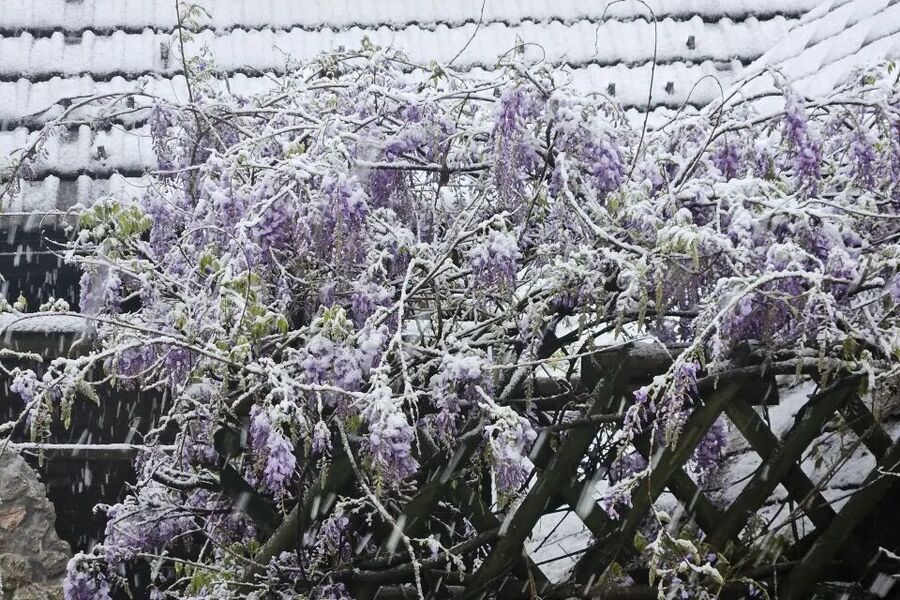Wisteria covered in snow in Žirovnica, NW Slovenia