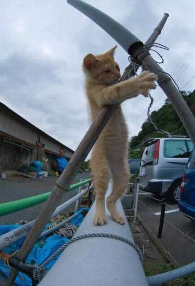 Darwin Award
