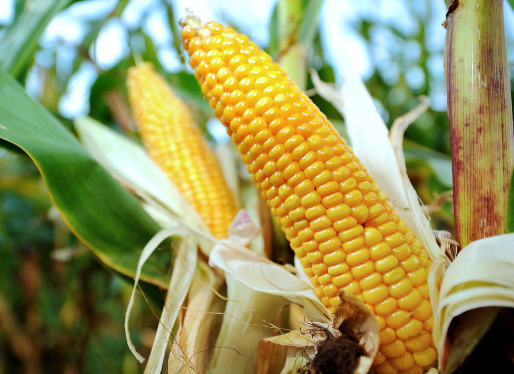 Države članice EU same odlučuju o uzgoju GMO usjeva