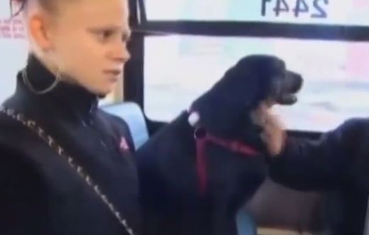 Labradorica putuje sama autobusom do parka