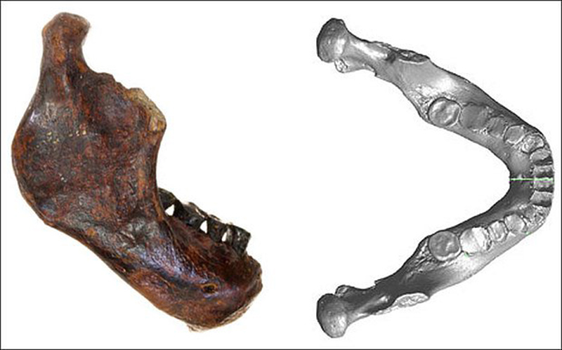 Fosil nove vrste hominida