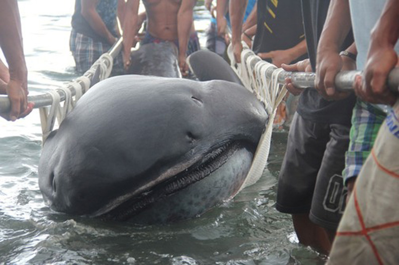 Pronašli golemoustog morskog psa na Filipinima