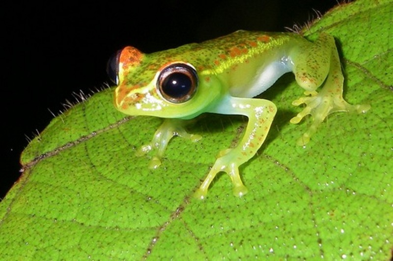 Frog_Batrachochytrium dendrobatidis