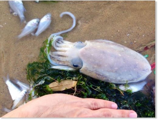 Dead cuttlefish_Pasir Ris beach, February 28, 2015