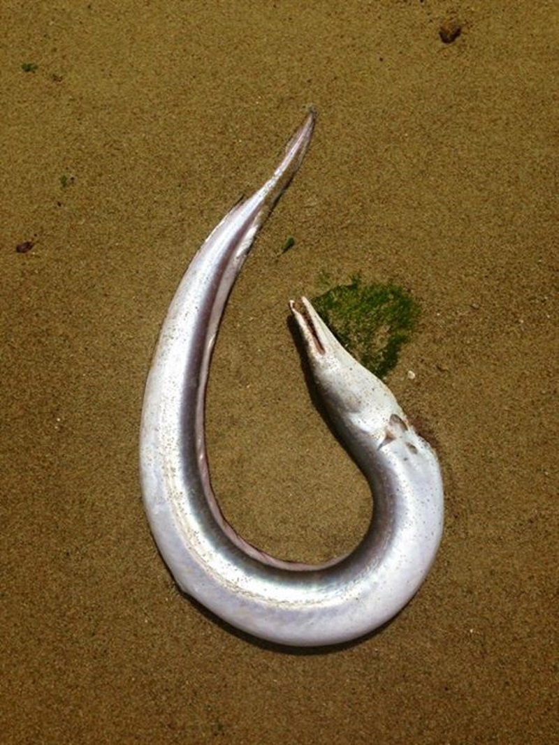 Dead eel_Pasir Ris beach, February 28, 2015