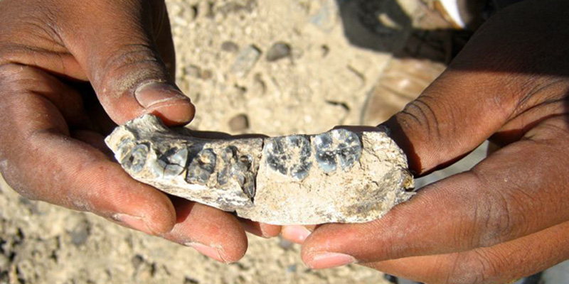 U Etiopiji pronašli 2.8 milijuna godina staru kost ljudske čeljusti.