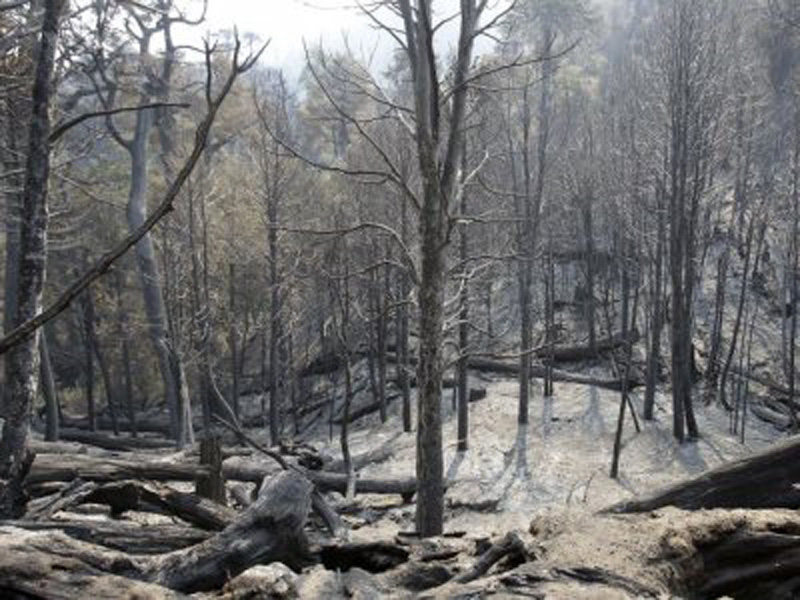 Divovski šumski požar u Čileu, regija Araucania.