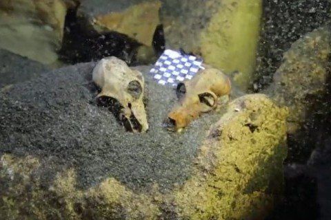 Fosili lemura pronađeni u podmorju Madagaskara.