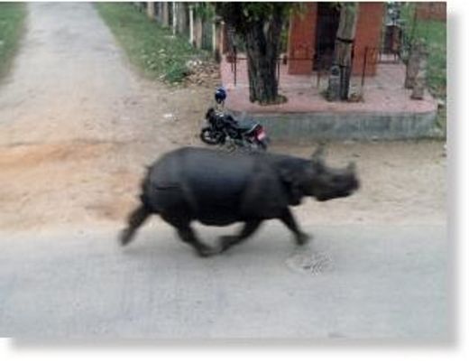 rhinocero_attack_nepal