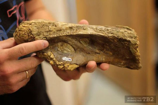 U Sibiru otkrivena nova vrsta dinosaura.