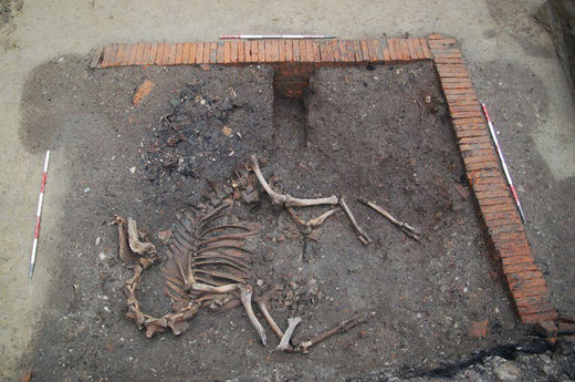 Pronađen kostur deve u austrijskom podrumu.