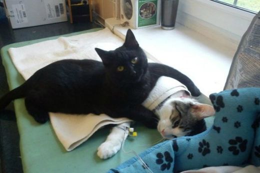 Maca Rademenes medicinska sestra, tješi, ljubi i grli druge bolesne životinje.