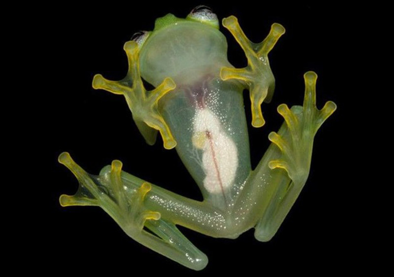Hyalinobatrachium dianae: Nova vrsta žabe koja je prozirna i izgleda poput stakla.