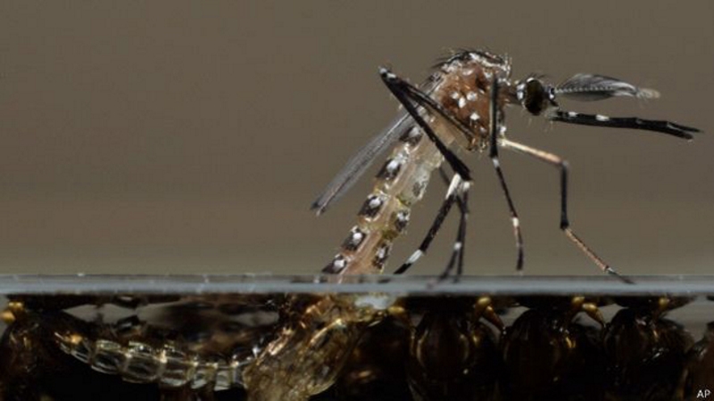 Chikunguniya_Aedes_Aegypti