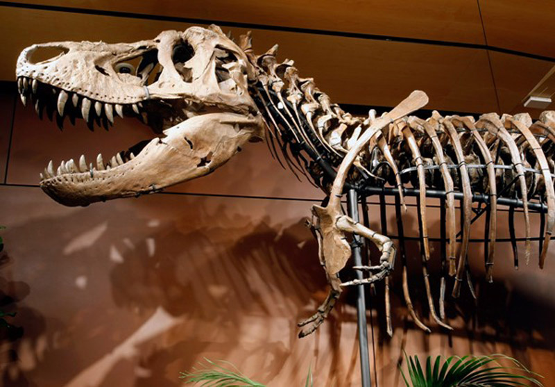 Analiziranjem fragmenata kostiju dinosaura znanstvenici pronašli očuvano meko tkivo.