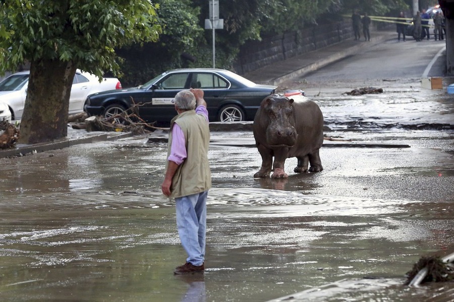 Gruzija: Poplave oslobodile životinje iz ZOO-a, poginulo najmanje osmero ljudi.