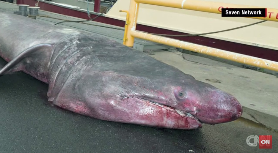 Australski ribari prvi put u zadnjih 90 godina ulovili golemu morsku psinu od 6,3 m