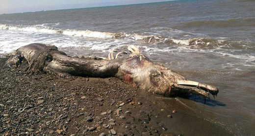 Rusija: Na obali otoka Sahalina pronađen leš nepoznate životinje dug preko četiri metra