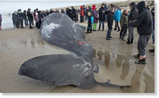 whales_patagonia