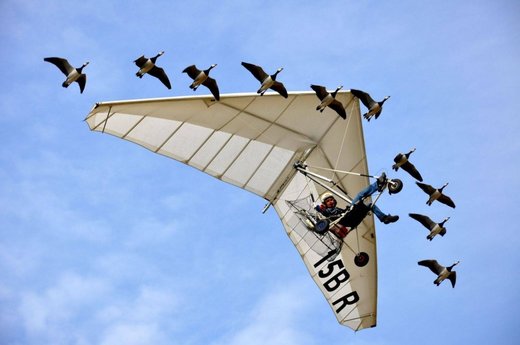 Fly Away Home - V theme