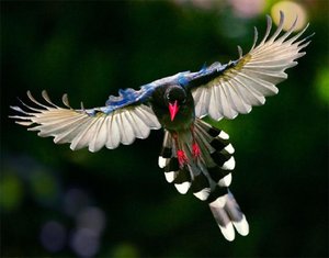 Formosan Magpie