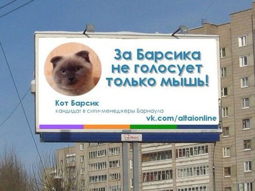 Građani Sibira žele mačka za gradonačelnika