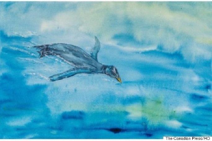 Kanada: Pronađen fosil vodene ptice koja nalikuje pingvinima ili gnjurcima, star 25 miliona godina