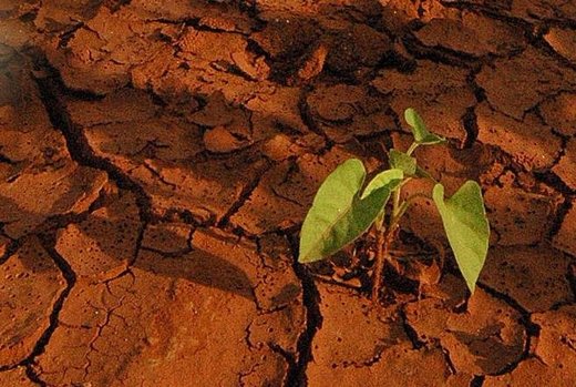 Jug Afrike se suočava sa nedostatkom hrane zbog suše