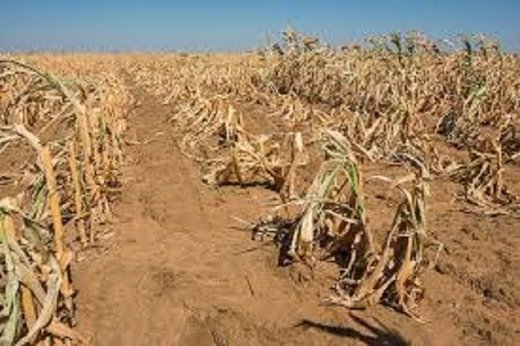 Jug Afrike se suočava sa nedostatkom hrane zbog suše