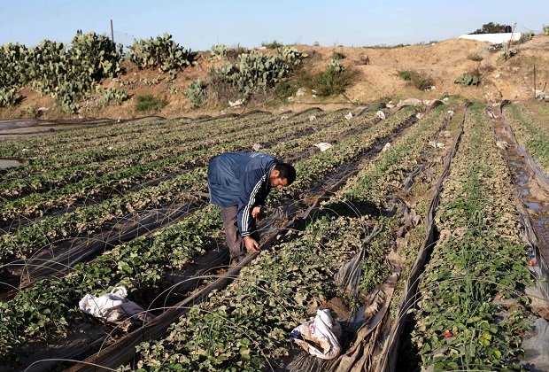 Klikni za povećanje Gaza farmers