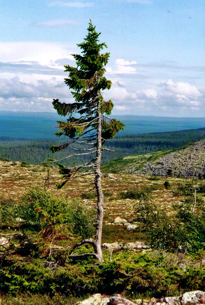 U Švedskoj se nalazi 9550 godina staro drvo, najstarije na svijetu 