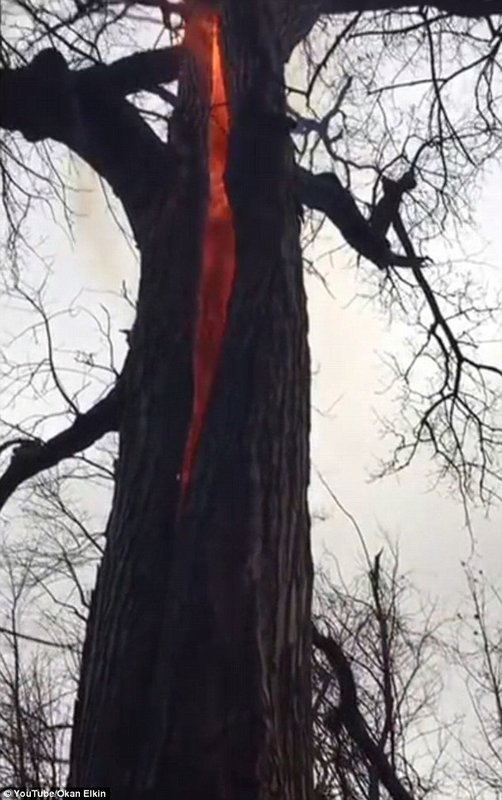 Kanada: Neobična pojava drveta u šumi koje gori iznutra