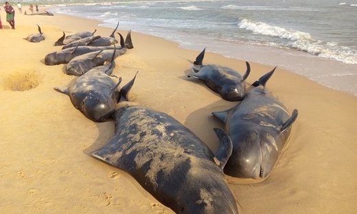 Na južnoj obali Indije nasukalo se više od 80 kitova