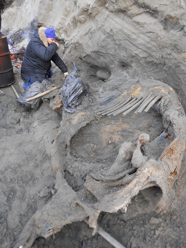 Kosti mamuta, pronađeni u Sibiru, dokazuju da su ljudi na Arktiku živjeli prije 45.000 godina