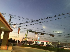 Birds