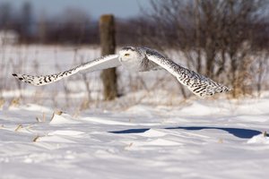 Winter Owl
