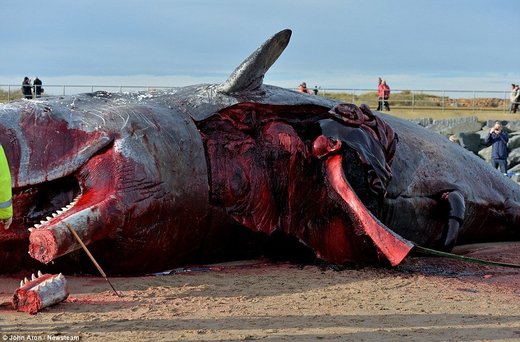 POTRESNI PRIZORI NA OBALAMA EVROPE: Mrtvi kitovi nasukali se plažama u Britaniji, Holandiji i Nemačkoj