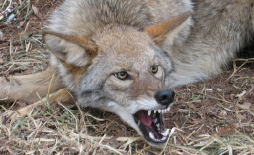 Abnormalno ponašanje kojota u Kaliforniji, na auto-putu napadaju automobile