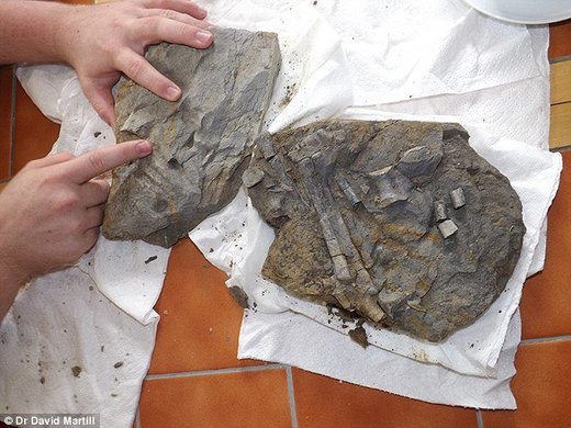 U Walesu otkriveni ostaci dalekog pretka tiranosaura
