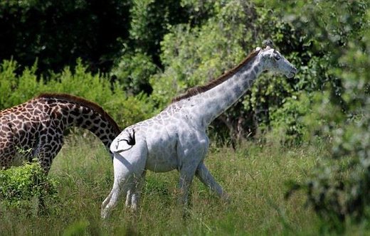 Albino žirafa u Tanzaniji