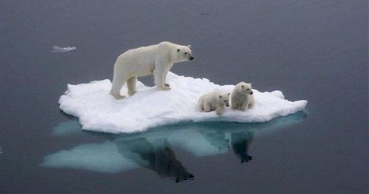 3 Polar Bears