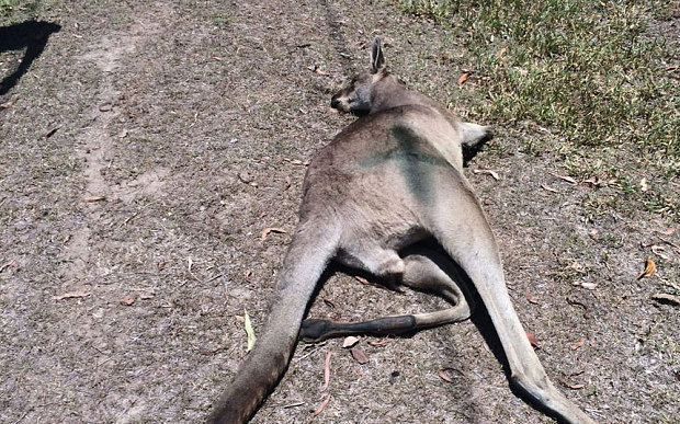 Australija: Vozač namjerno pregazio 17 kengura