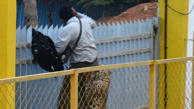 Indija: Leopard ušetao u školu, pet osoba povrijeđeno