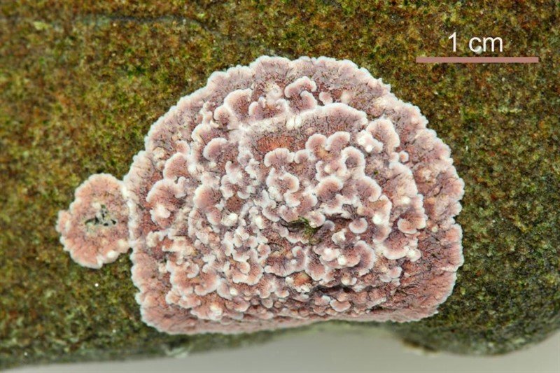 Pneophyllum cetinaensis