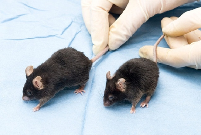 Uklanjanje starih ćelija na miševima produžio je njihov životni vijek