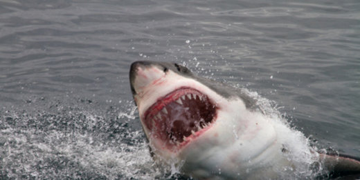 U 2015. rekordan broj napada morskih pasa