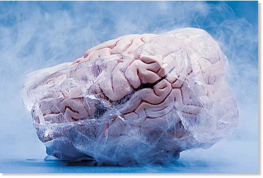 Mozgovi zeca i svinje prvi put smrznuti i odmrznuti bez oštećenja
