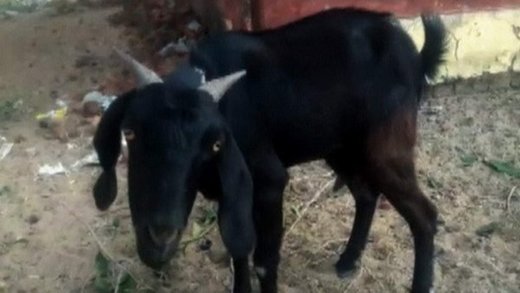 Vragolasta koza Babli, zbog upada na privatan posjed, uhapšena pa puštena uz kauciju