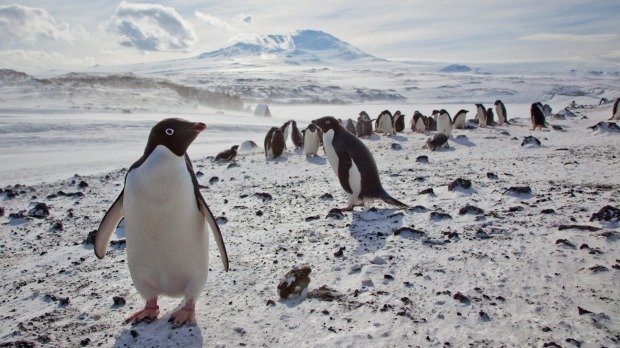 Zbog goleme sante leda na Antarktici izumrlo 150 tisuća pingvina